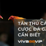 Giới Thiệu Về Đá Gà