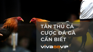 Read more about the article Giới Thiệu Về Đá Gà